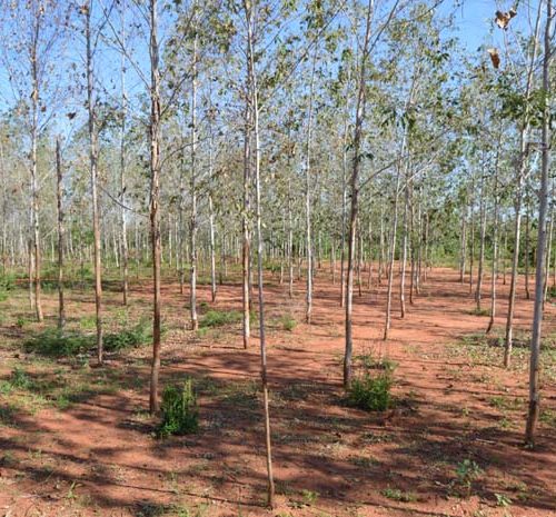 Empowering Rural Communities to Combat Climate Change