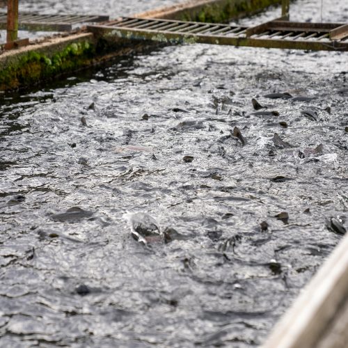 Fisheries and Water Quality