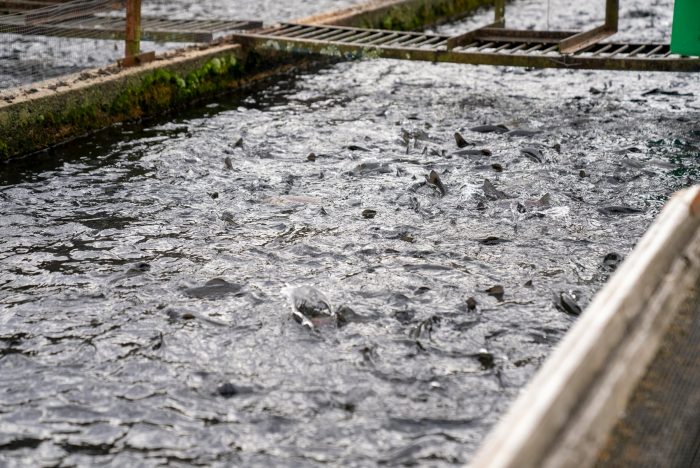 Fisheries and Water Quality